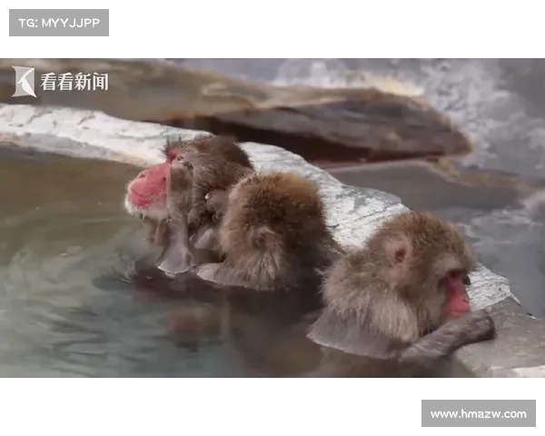 享受!日本猴子泡露天温泉过冬 游客大呼可爱 享受!日本猴子泡露天温泉过冬 游客大呼可爱